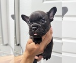 Small Photo #19 French Bulldog Puppy For Sale in LAVEEN, AZ, USA