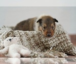 Small Photo #7 Collie Puppy For Sale in PILOT, VA, USA