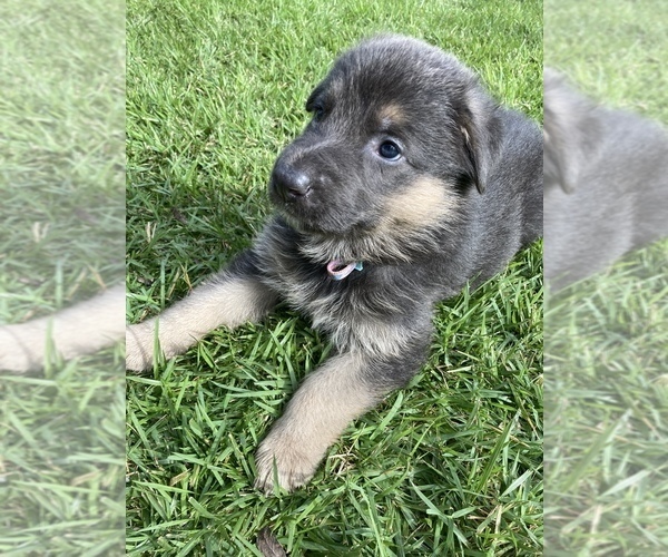 Medium Photo #18 German Shepherd Dog Puppy For Sale in BOERNE, TX, USA