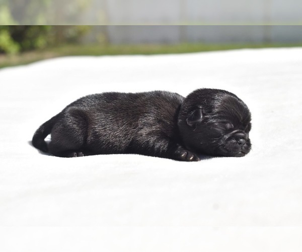Medium Photo #4 Pug Puppy For Sale in PALM COAST, FL, USA