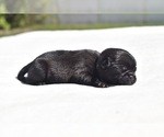 Small #3 Pug