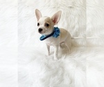 Small #3 Chihuahua