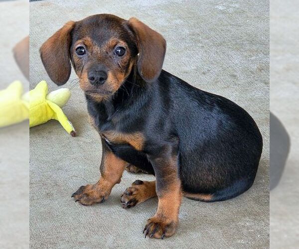 Medium Photo #6 Chiweenie Puppy For Sale in Tustin, CA, USA