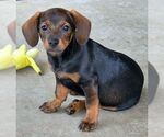 Small #5 Chiweenie