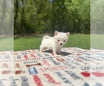 Small #1 Pomsky