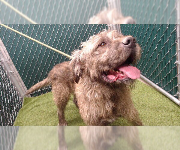 Medium Photo #1 Mutt Puppy For Sale in Downey, CA, USA