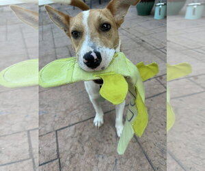 Nyah - Small Survivor, Big Heart - Female Jack Russell Terrier-Unknown Mix Dog for Adoption - Photo #8