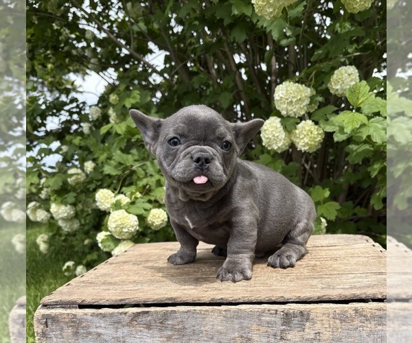Medium Photo #4 French Bulldog Puppy For Sale in MIDDLEBURY, IN, USA