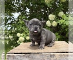 Small #3 French Bulldog