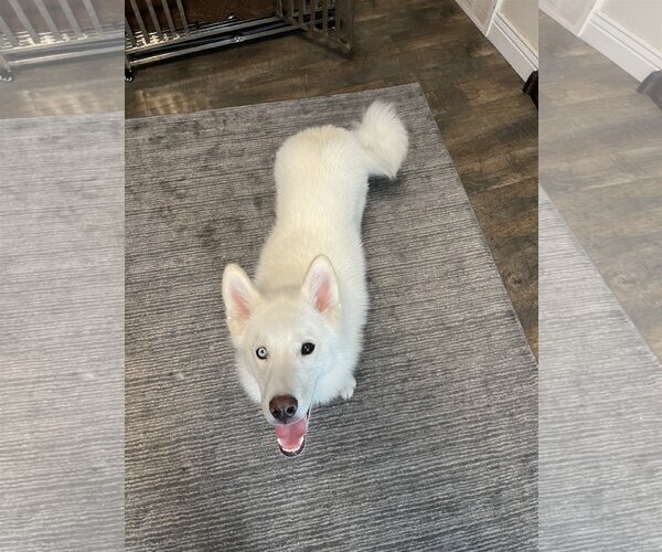 Medium Photo #6 Huskies -Unknown Mix Puppy For Sale in Sandy, UT, USA