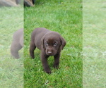 Puppy Merle Labrador Retriever