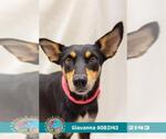 Small #1 German Shepherd Dog Mix