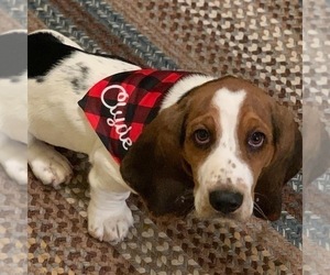 Basset Hound Puppy for sale in DILLWYN, VA, USA