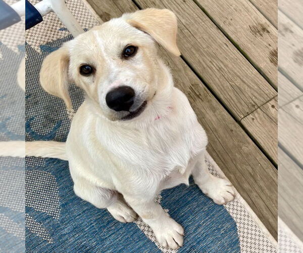Medium Photo #4 Mutt Puppy For Sale in Canton, CT, USA