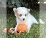 Small #2 Pomeranian