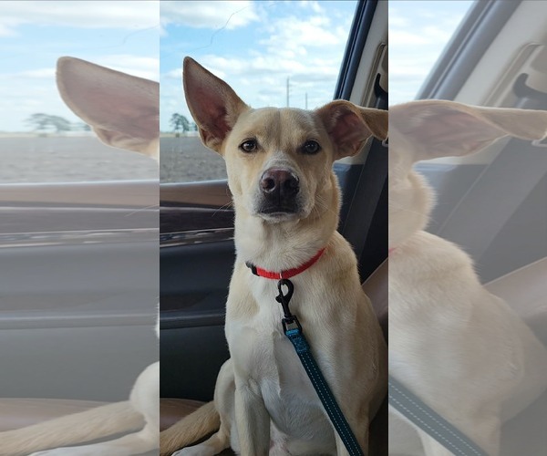 Medium Photo #2 Mutt Puppy For Sale in Rosenberg, TX, USA