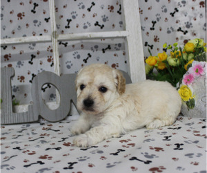 Poodle (Toy) Puppy for sale in CHANUTE, KS, USA
