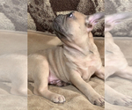 Small Photo #10 French Bulldog Puppy For Sale in MEDFORD, OR, USA