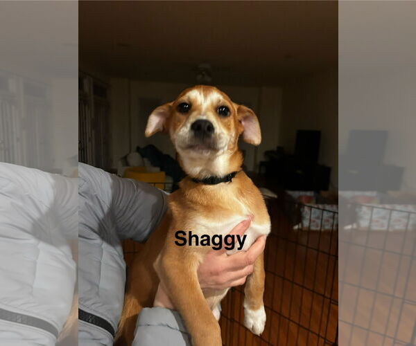 Medium Photo #2 Beagle-Unknown Mix Puppy For Sale in Arlington, VA, USA