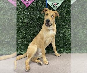 Mastiff-Siberian Husky Mix Dogs for adoption in Grasswood, Saskatchewan, Canada