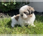 Small #1 Shih Tzu