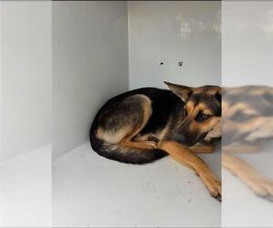 German Shepherd Dog Dogs for adoption in Houston, TX, USA