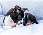 Small Photo #18 Boston Terrier Puppy For Sale in WAKARUSA, IN, USA