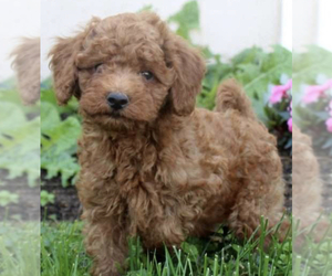 Poodle (Miniature) Puppy for sale in PHILADELPHIA, PA, USA