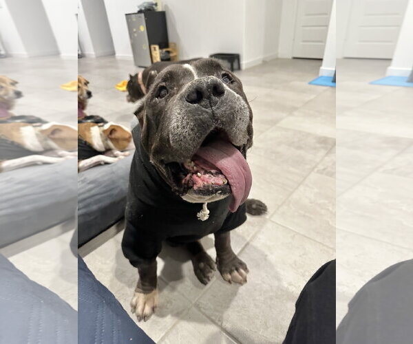 Medium Photo #1 American Staffordshire Terrier-Mastiff Mix Puppy For Sale in Queen Creek, AZ, USA
