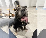 Armani - Male American Staffordshire Terrier-Mastiff Mix Dog for Adoption - Small photo