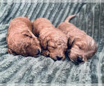 Small Photo #3 Goldendoodle Puppy For Sale in CINCINNATI, OH, USA