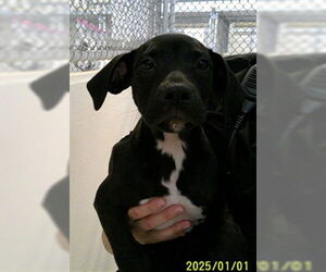 Labrador Retriever Mix Dog for Adoption in Sanford, Florida USA