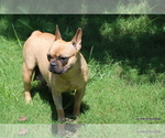 Small Photo #1 French Bulldog Puppy For Sale in WINNSBORO, TX, USA