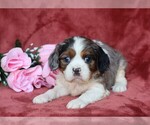 Small Photo #3 Cavalier King Charles Spaniel Puppy For Sale in FREDERICKSBG, OH, USA