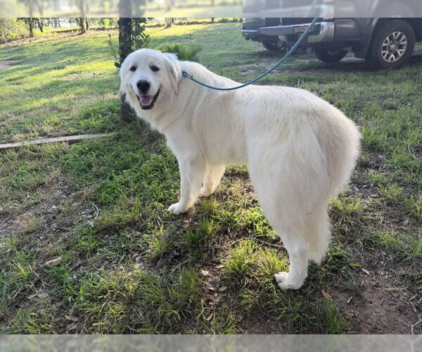 Medium Photo #2 Great Pyrenees Puppy For Sale in Bend, OR, USA