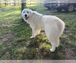 Small #1 Great Pyrenees
