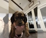 Puppy Jingle Dachshund