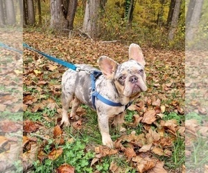 Medium French Bulldog