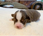 Small Photo #7 Miniature Australian Shepherd Puppy For Sale in BEATTY, OR, USA