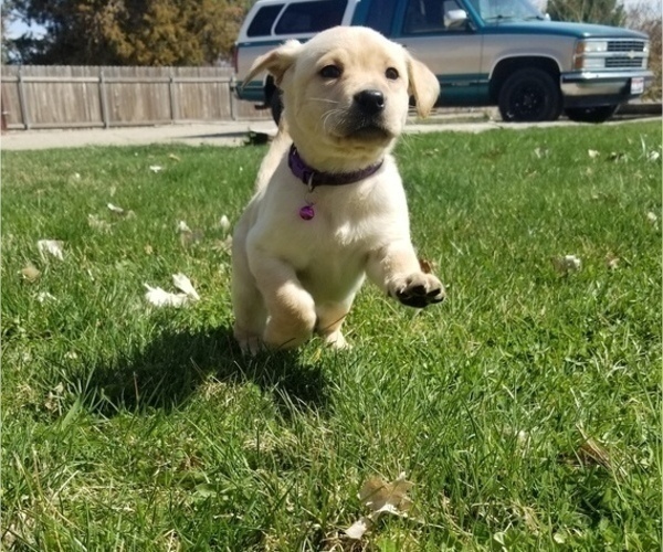 Medium Photo #1 Labrador Retriever Puppy For Sale in CALDWELL, ID, USA