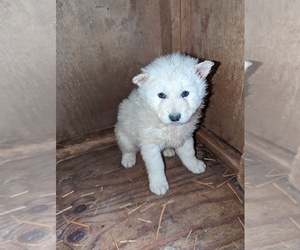 Alaskan Malamute-Wolf Hybrid Mix Puppy for sale in CAMBRIDGE, OH, USA