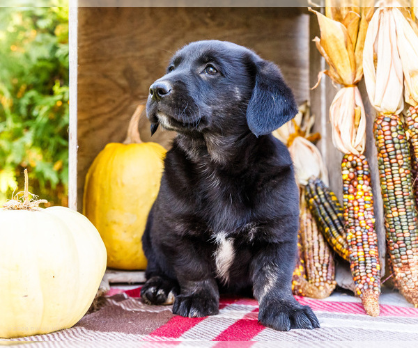 Medium Photo #1 Golden Retriever-Pembroke Welsh Corgi Mix Puppy For Sale in WAKARUSA, IN, USA