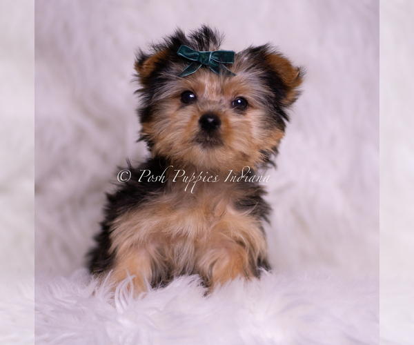 Medium Photo #1 Yorkshire Terrier Puppy For Sale in WARSAW, IN, USA