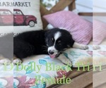 Small Photo #1 Australian Shepherd Puppy For Sale in CONWAY, SC, USA