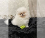 Small #1 Miniature Spitz