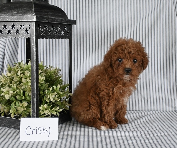 Medium Photo #2 Poodle (Miniature) Puppy For Sale in HOLMESVILLE, OH, USA