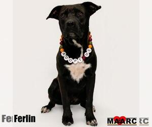 Labrador Retriever-Unknown Mix Dogs for adoption in Maryville, TN, USA