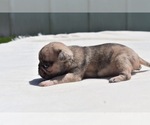 Small #1 Pug
