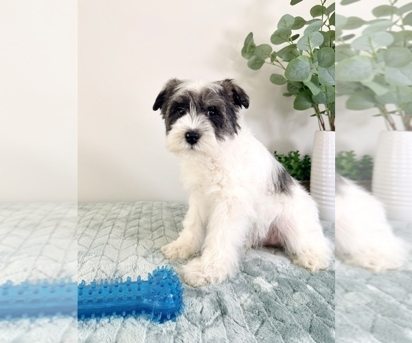 Medium Photo #4 Schnauzer (Miniature) Puppy For Sale in GREENFIELD, IN, USA
