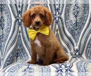 Cavapoo Puppy for sale in LAKELAND, FL, USA